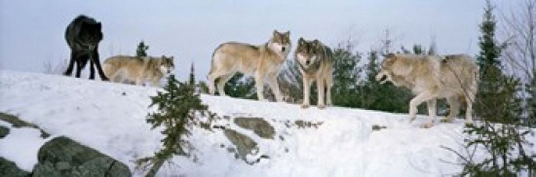 Gray wolves Massey Ontario Canada Canvas Art - Panoramic Images (37 x 12)