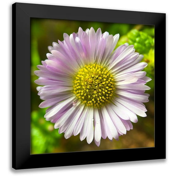 Grayscale 12x12 Black Modern Framed Museum Art Print Titled - Daisy I