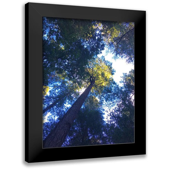 Grayscale 12x14 Black Modern Framed Museum Art Print Titled - Tree Canopy II