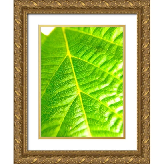 Grayscale 12x14 Gold Ornate Wood Framed with Double Matting Museum Art Print Titled - Green Leaf V