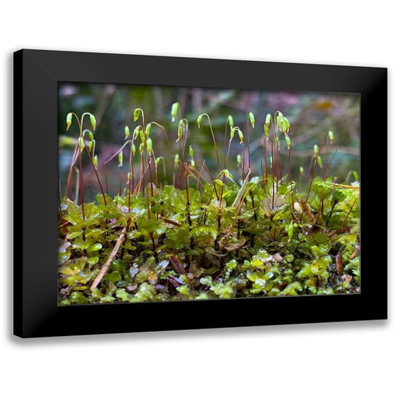 Grayscale 14x12 Black Modern Framed Museum Art Print Titled - Forest Floor I