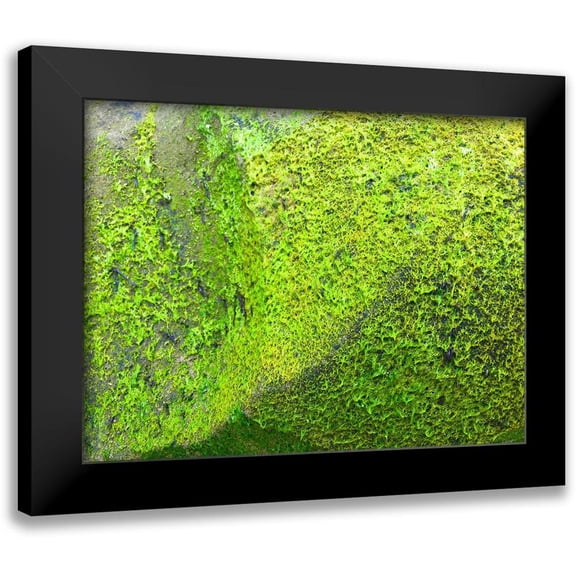 Grayscale 14x12 Black Modern Framed Museum Art Print Titled - Green Moss I