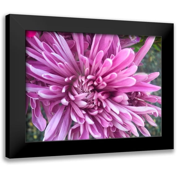 Grayscale 14x12 Black Modern Framed Museum Art Print Titled - Pink Flowers I