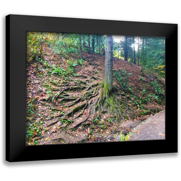 Grayscale 14x12 Black Modern Framed Museum Art Print Titled - Root System I