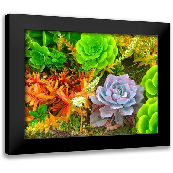 Grayscale 14x12 Black Modern Framed Museum Art Print Titled - Succulent Garden I