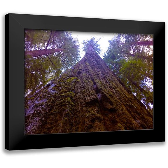 Grayscale 14x12 Black Modern Framed Museum Art Print Titled - Tree Canopy V