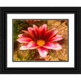 thumbnail image 1 of Grayscale 14x12 Black Ornate Wood Framed with Double Matting Museum Art Print Titled - Candy Striped Bloom II, 1 of 4