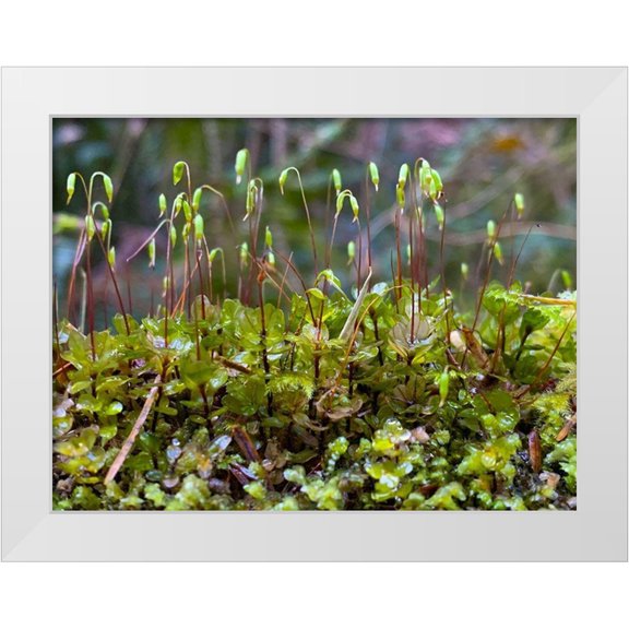 Grayscale 14x12 White Modern Wood Framed Museum Art Print Titled - Forest Floor I