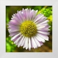 thumbnail image 1 of Grayscale 15x15 White Modern Wood Framed Museum Art Print Titled - Daisy I, 1 of 4