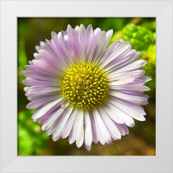 Grayscale 15x15 White Modern Wood Framed Museum Art Print Titled - Daisy I