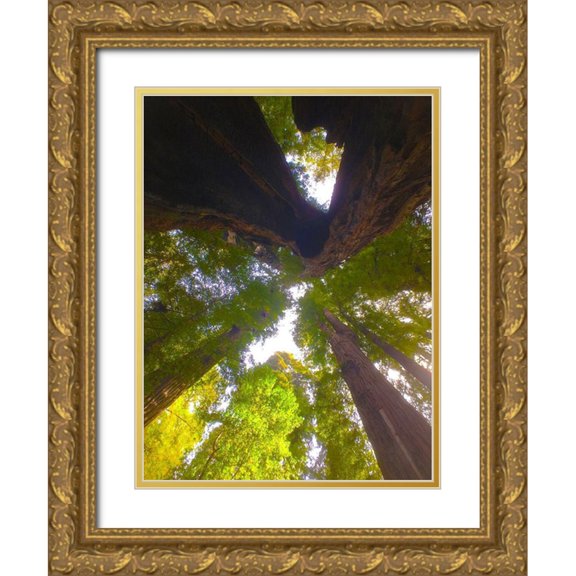 Grayscale 15x18 Gold Ornate Wood Framed with Double Matting Museum Art Print Titled - Tree Canopy XIII