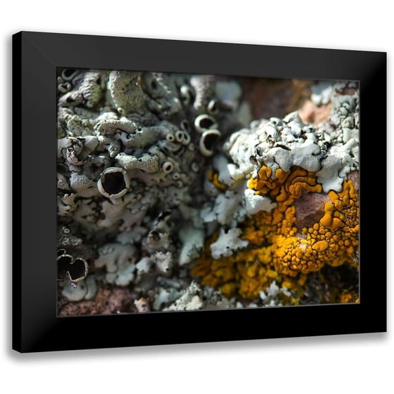 Grayscale 18x15 Black Modern Framed Museum Art Print Titled - Lichen III