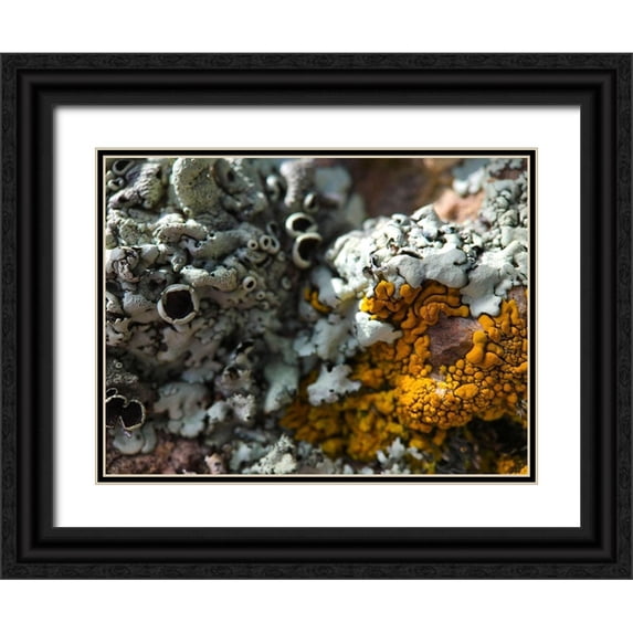 Grayscale 18x15 Black Ornate Wood Framed with Double Matting Museum Art Print Titled - Lichen III