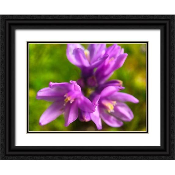 Grayscale 18x15 Black Ornate Wood Framed with Double Matting Museum Art Print Titled - Purple Cluster II