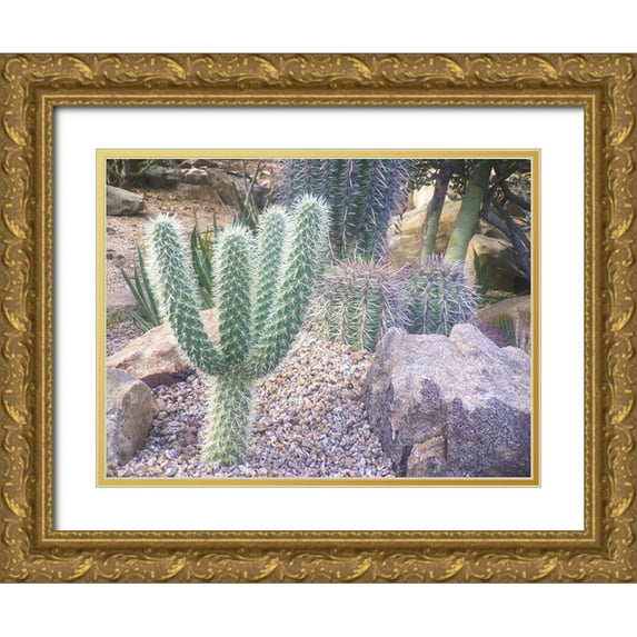 Grayscale 18x15 Gold Ornate Wood Framed with Double Matting Museum Art Print Titled - Cactus Arrangement I
