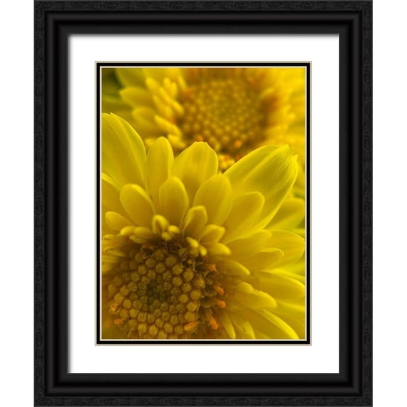 Grayscale 19x24 Black Ornate Wood Framed with Double Matting Museum Art Print Titled - Yellow Blooms XI
