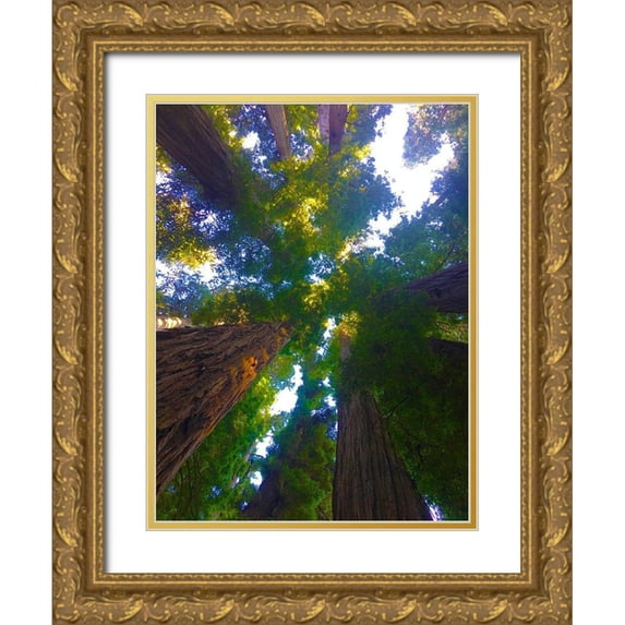 Grayscale 19x24 Gold Ornate Wood Framed with Double Matting Museum Art Print Titled - Tree Canopy XII
