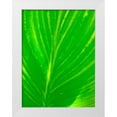 thumbnail image 1 of Grayscale 19x24 White Modern Wood Framed Museum Art Print Titled - Green Leaf III, 1 of 4