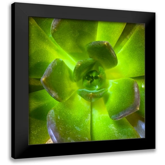 Grayscale 20x20 Black Modern Framed Museum Art Print Titled - Succulent Square II