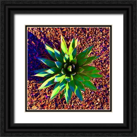 Grayscale 20x20 Black Ornate Wood Framed with Double Matting Museum Art Print Titled - Aloe Burst II