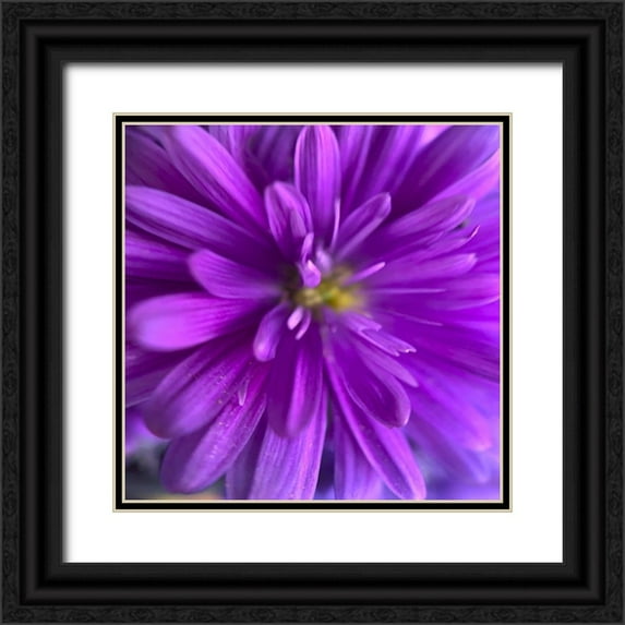 Grayscale 20x20 Black Ornate Wood Framed with Double Matting Museum Art Print Titled - Purple Bloom V