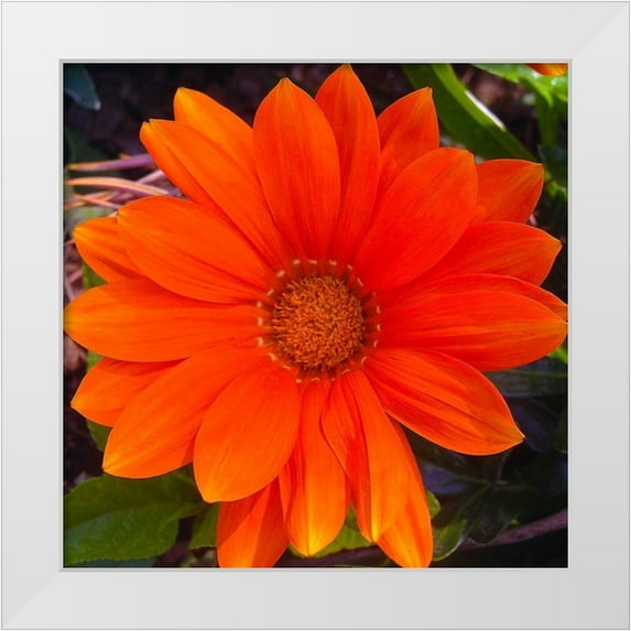 Grayscale 20x20 White Modern Wood Framed Museum Art Print Titled - Orange Wildflower I