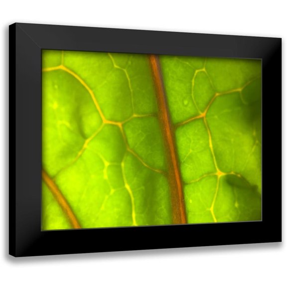 Grayscale 24x19 Black Modern Framed Museum Art Print Titled - Backlight Leaf I