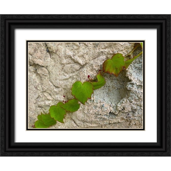 Grayscale 24x19 Black Ornate Wood Framed with Double Matting Museum Art Print Titled - Ivy III