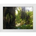 thumbnail image 1 of Grayscale 24x19 White Modern Wood Framed Museum Art Print Titled - Redwood II, 1 of 4