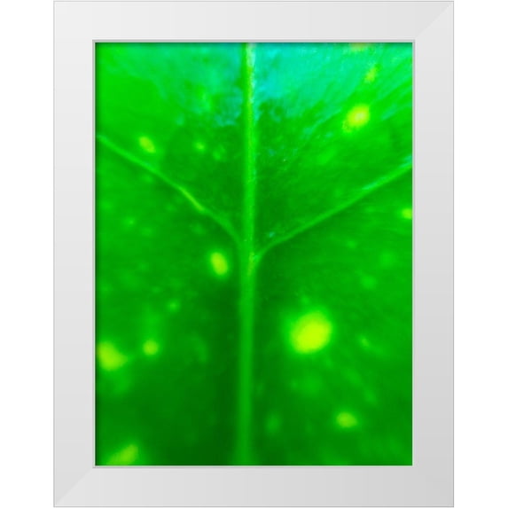 Grayscale 25x32 White Modern Wood Framed Museum Art Print Titled - Green Leaf IX