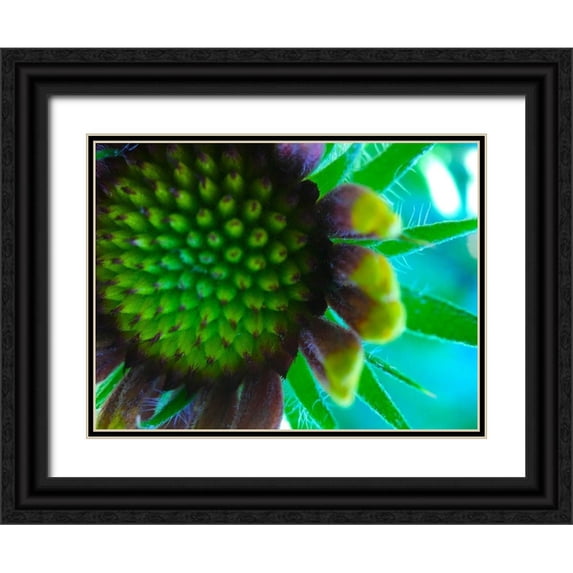 Grayscale 32x25 Black Ornate Wood Framed with Double Matting Museum Art Print Titled - Flower Cluster II