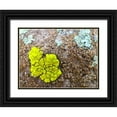 thumbnail image 1 of Grayscale 32x25 Black Ornate Wood Framed with Double Matting Museum Art Print Titled - Lichen IV, 1 of 4