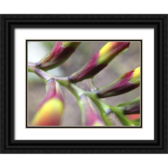 Grayscale 32x25 Black Ornate Wood Framed with Double Matting Museum Art Print Titled - Spine I