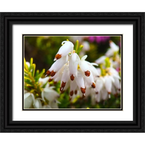 Grayscale 32x25 Black Ornate Wood Framed with Double Matting Museum Art Print Titled - White Cluster I