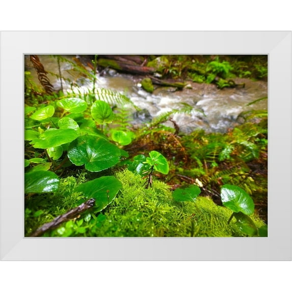 Grayscale 32x25 White Modern Wood Framed Museum Art Print Titled - Smallest Redwood