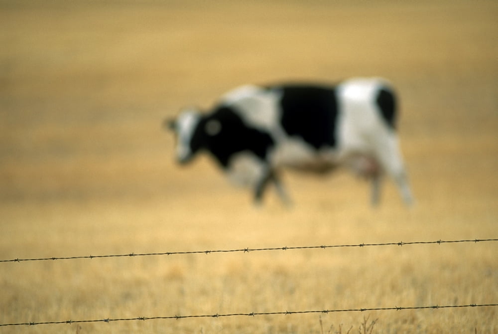 Grazing Cow Alberta Canada Canvas Art - Ron Watts Design Pics (18 x 12)