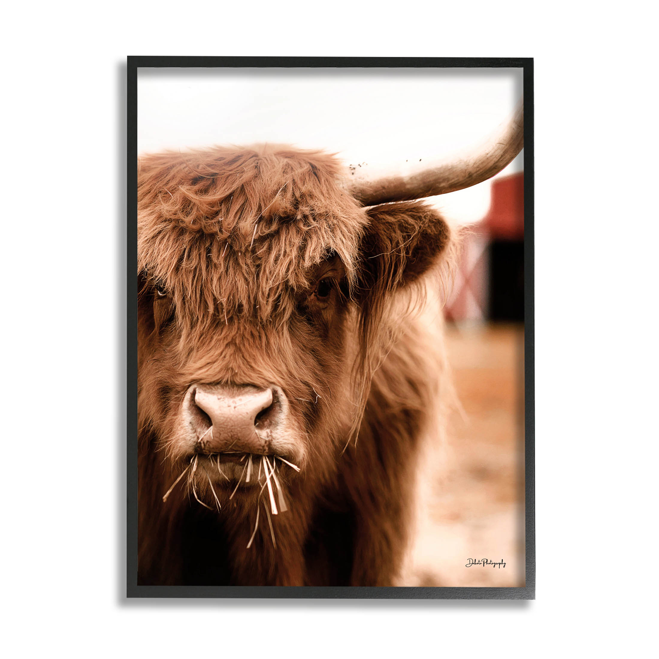 Grazing Cow Animal Portrait Animals & Insects Photograph Black Framed Art Print Wall Art