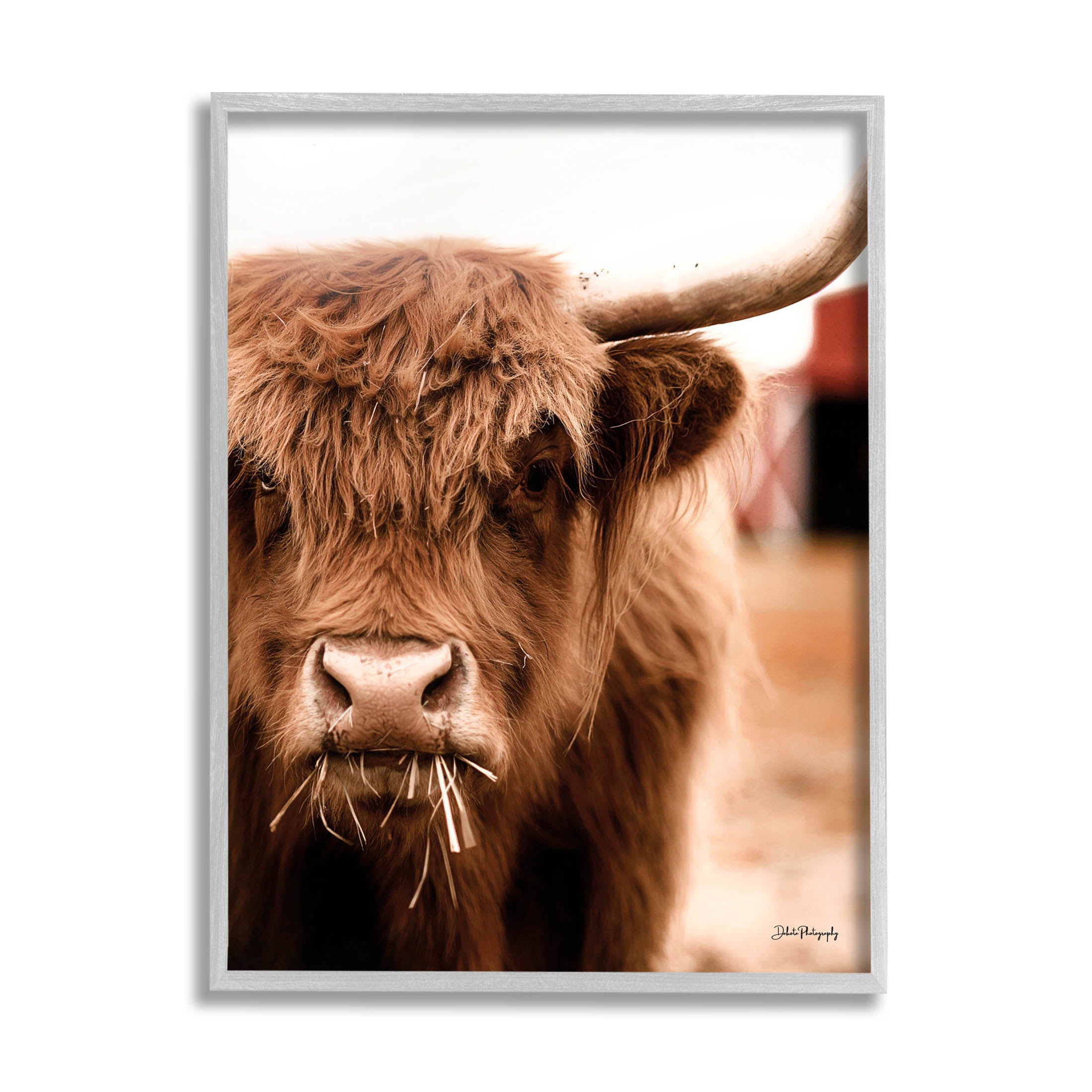 Grazing Cow Animal Portrait Animals & Insects Photograph Gray Framed Art Print Wall Art