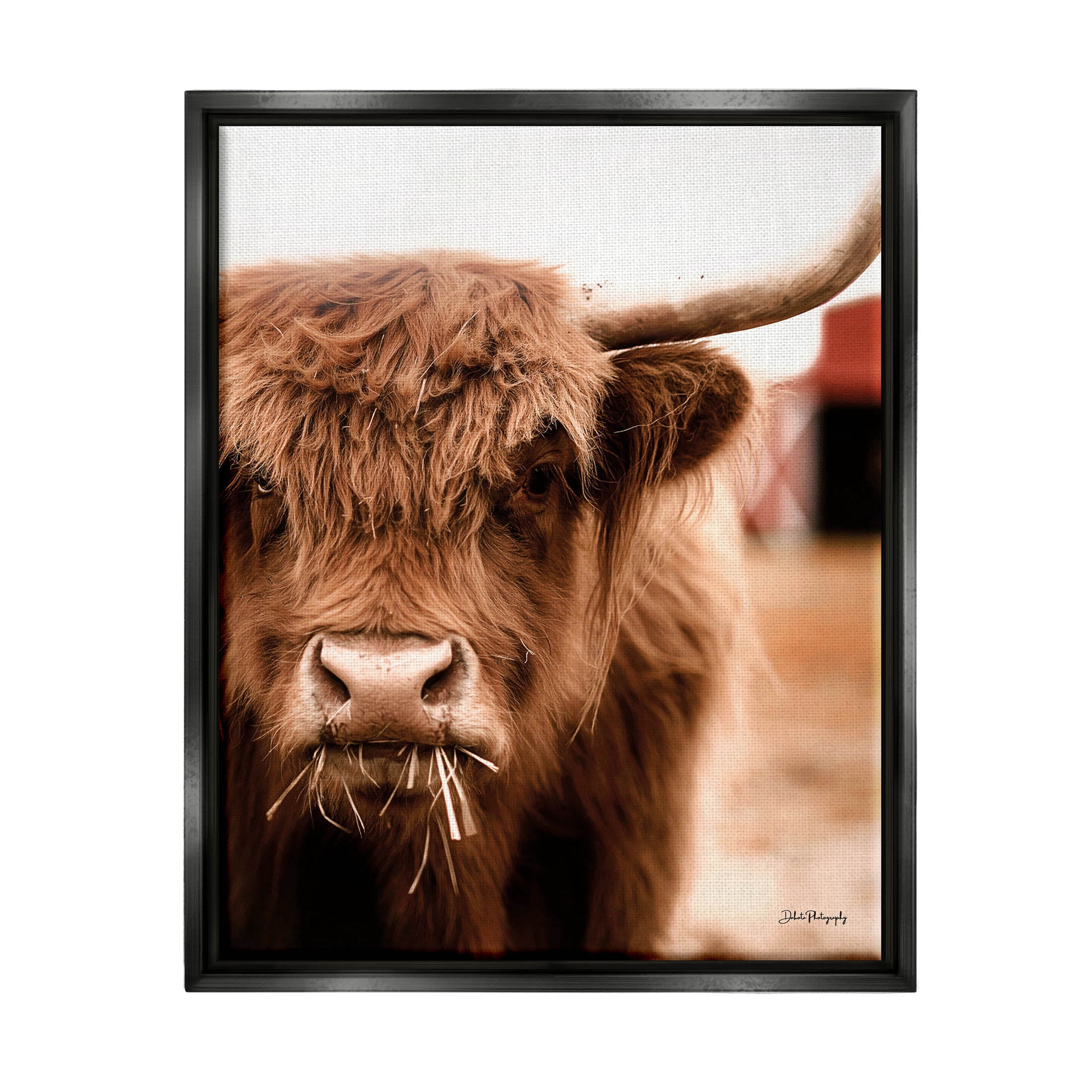 Grazing Cow Animal Portrait Animals & Insects Photograph Jet Black Framed Art Print Wall Art