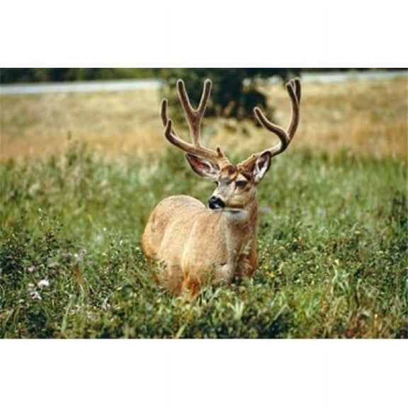 Grazing Mule Deer Buck Waterton Lakes Np Canada Poster Print by Peter Skinner - 35 x 23 in.