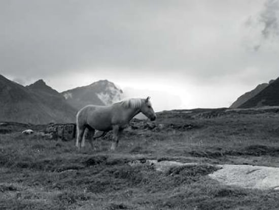 Grazing Together Lofoten Islands Canvas Art - Andreas Stridsberg (18 x 24)