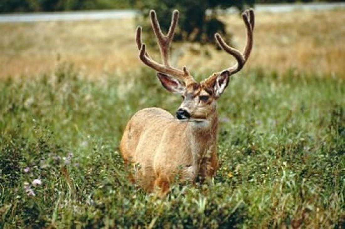 Grazing mule deer buck Waterton Lakes NP Canada Canvas Art - Peter Skinner DanitaDelimont (24 x 15)