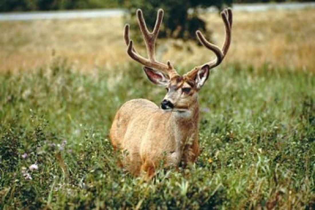Grazing mule deer buck Waterton Lakes NP Canada Canvas Art - Peter Skinner DanitaDelimont (35 x 23)