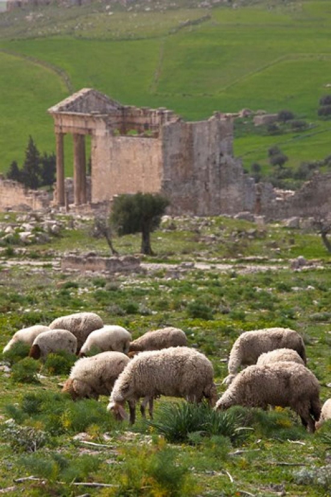Grazing sheep by the Capitole UNESCO site Dougga Tunisia Canvas Art - Walter Bibikow DanitaDelimont (23 x 35)