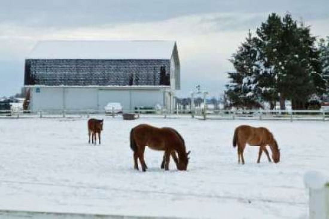 Grazing the Snow Canvas Art - Dana Styber (12 x 18)