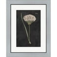 thumbnail image 1 of Great Art Now Allium I on Black by Wild Apple Portfolio, Framed Wall Art, 19W x 24.25H, 1 of 3