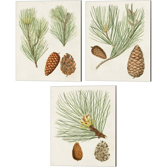 Great Art Now Antique Pine Cones by Unknown 3 Piece Canvas Art Set Each 12"W x 15"H