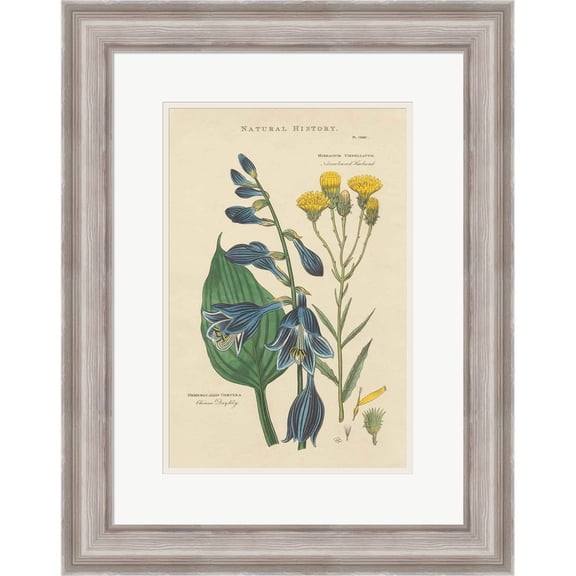 Great Art Now Botanical Print I by Wild Apple Portfolio, Framed Wall Art, 19.75W x 25H, Flowers Art