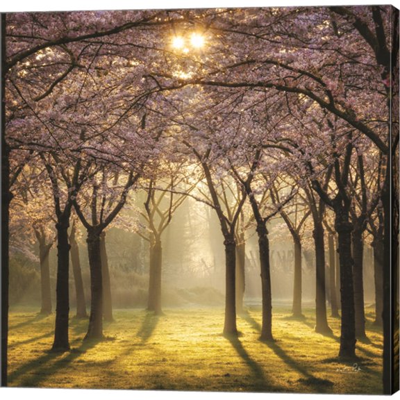 Great Art Now Cherry Trees in Morning Light II by Martin Podt, Canvas Wall Art, 24W x 24H