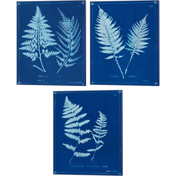 Great Art Now Cyanotype Ferns B by Unknown 3 Piece Canvas Art Set Each 12"W x 15"H